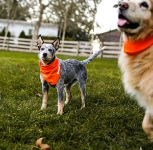 两只戴着橙色头巾的狗站在草地上