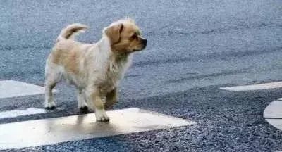 “峄”起普法｜宠物犬横穿马路导致交通事故，责任谁担？